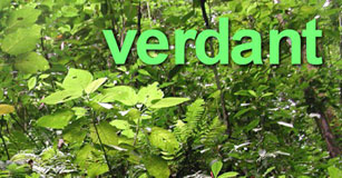 image of front of vocubulary trading card for the word verdant