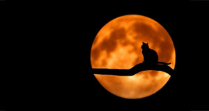 image of cat on tree in front of full moon
